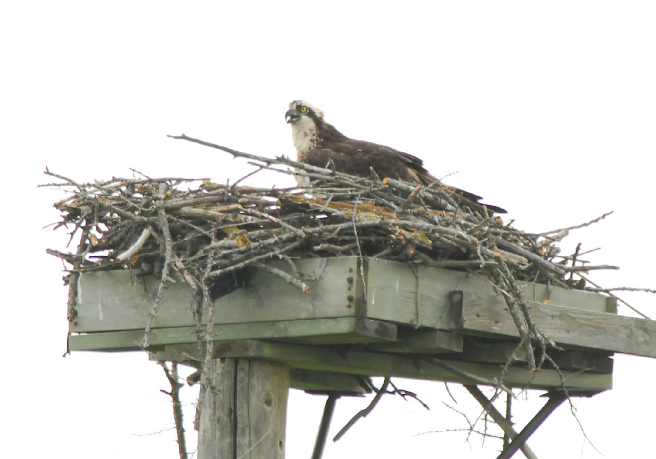 Osprey on nest