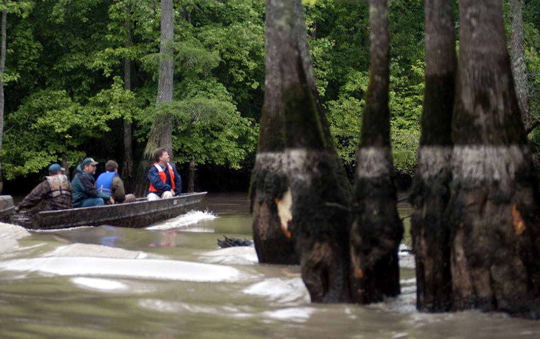 Members of the Nature Conservancy and the U.S. Fish and Wildlife Service looked for signs of the ivory-billed woodpecker at the Cache River National Wildlife Refuge near Dixie, Ark., in April 2005.