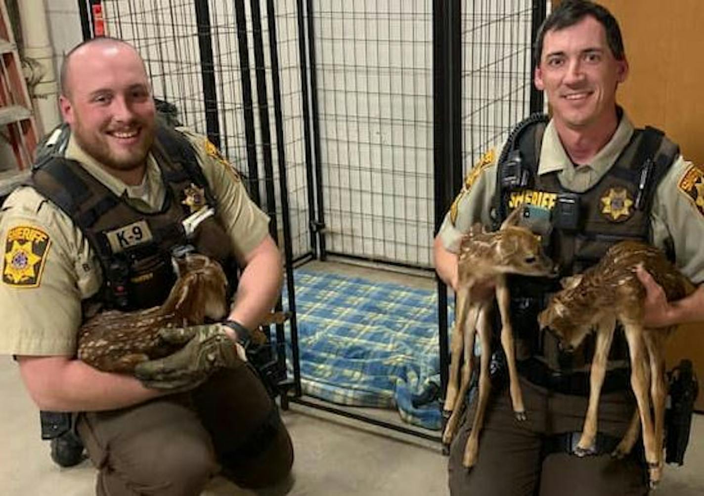 Sheriff's Deputy Brennan Porter, left, and Sgt. Josh Christenson had their hands full with three fawns whose mother did not survive being hit by a vehicle in northwestern Wisconsin.