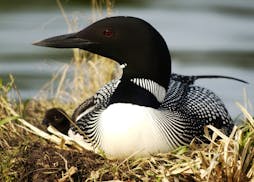 In the 1990s, about half the loons that migrated to the coasts for winter would return to northern Wisconsin in the summer to look for territory. Now,
