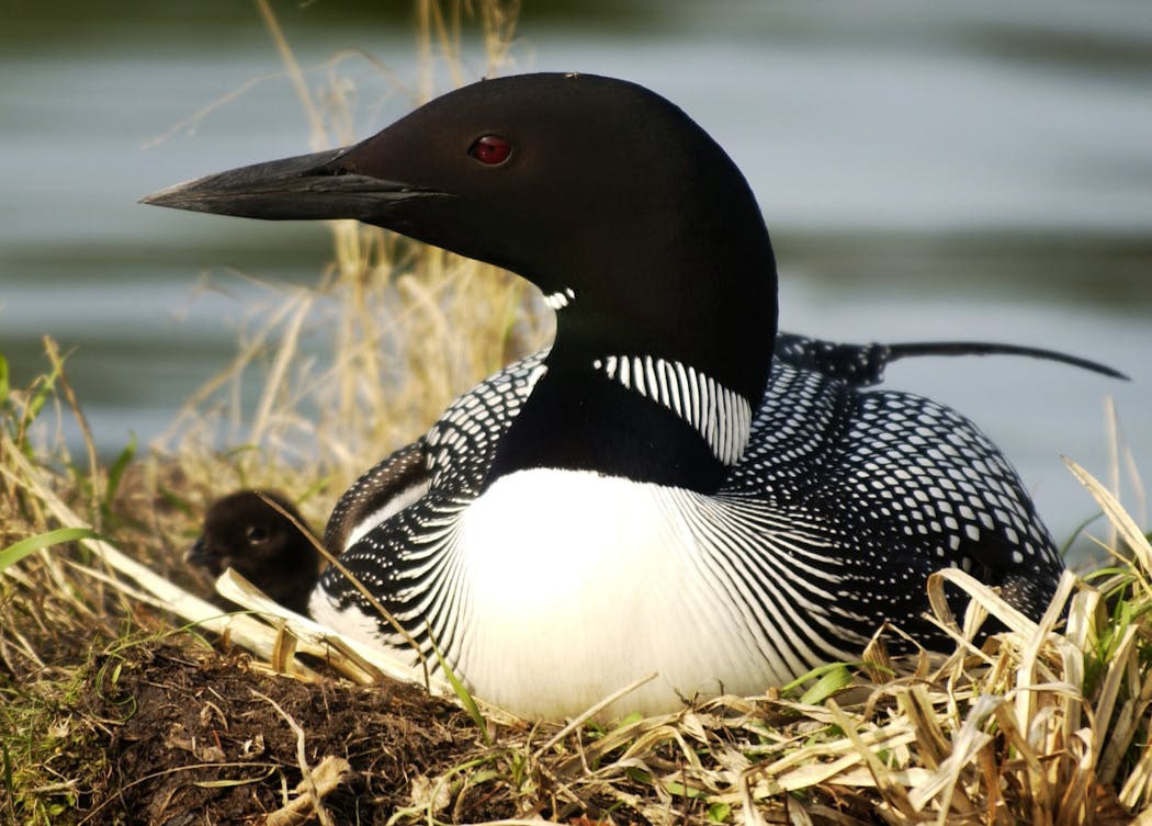  A loon and her baby, just hatched a few hours before, on a nest near Longville in 2003.