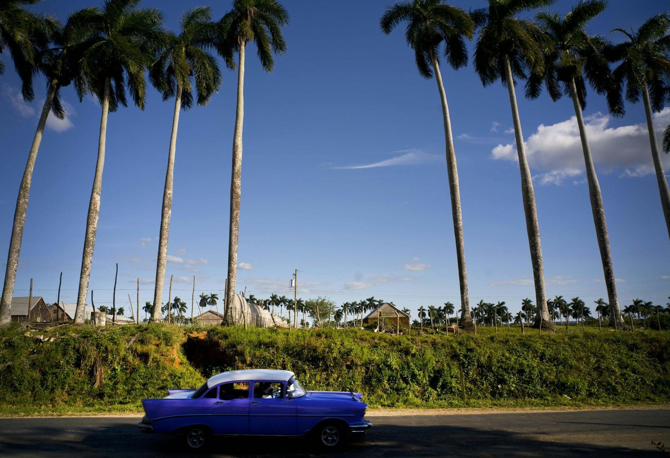 In this Feb. 26, 2016 photo, a classic American car passes the Francisco Blanco tobacco farm in the province of Pinar del Rio, Cuba. While foreign sales rose healthily last year, Cuban cigar industry officials say they have seen little impact on domestic sales from a boom in tourism that has brought hundreds of thousands of new visitors to Havana. (AP Photo/Ramon Espinosa)