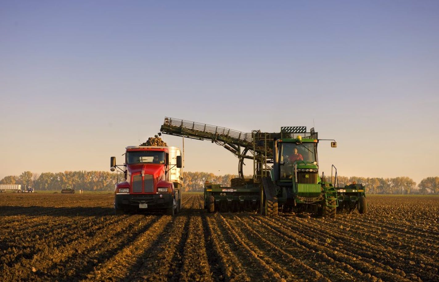 Mark Nyquist harvested sugar beets on his farm in Moorhead, Minn.