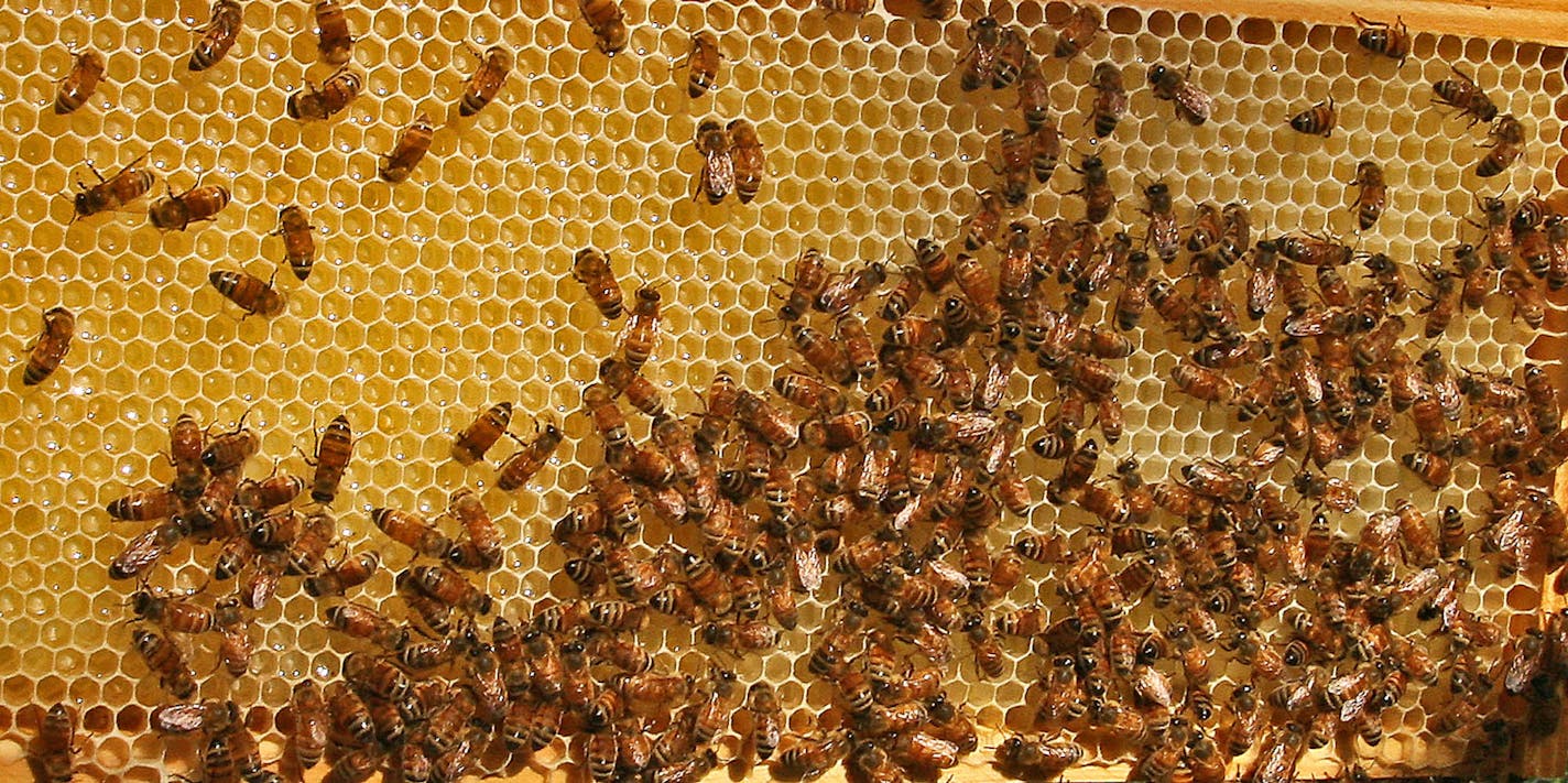 MARLIN LEVISON * mlevison@startribune.com Assign. #00003580A June 25, 2008] - GENERAL INFORMATION: Dewey Hassig keeps two bee hives in the backyard of his Minnetonka home. As many as 100,000 bees produce honey that Hassig bottles and sells. A look at Hassig as he inspects the hives. IN THIS PHOTO: The bees were busy at work in the honey comb area of a frame taken from the hive.