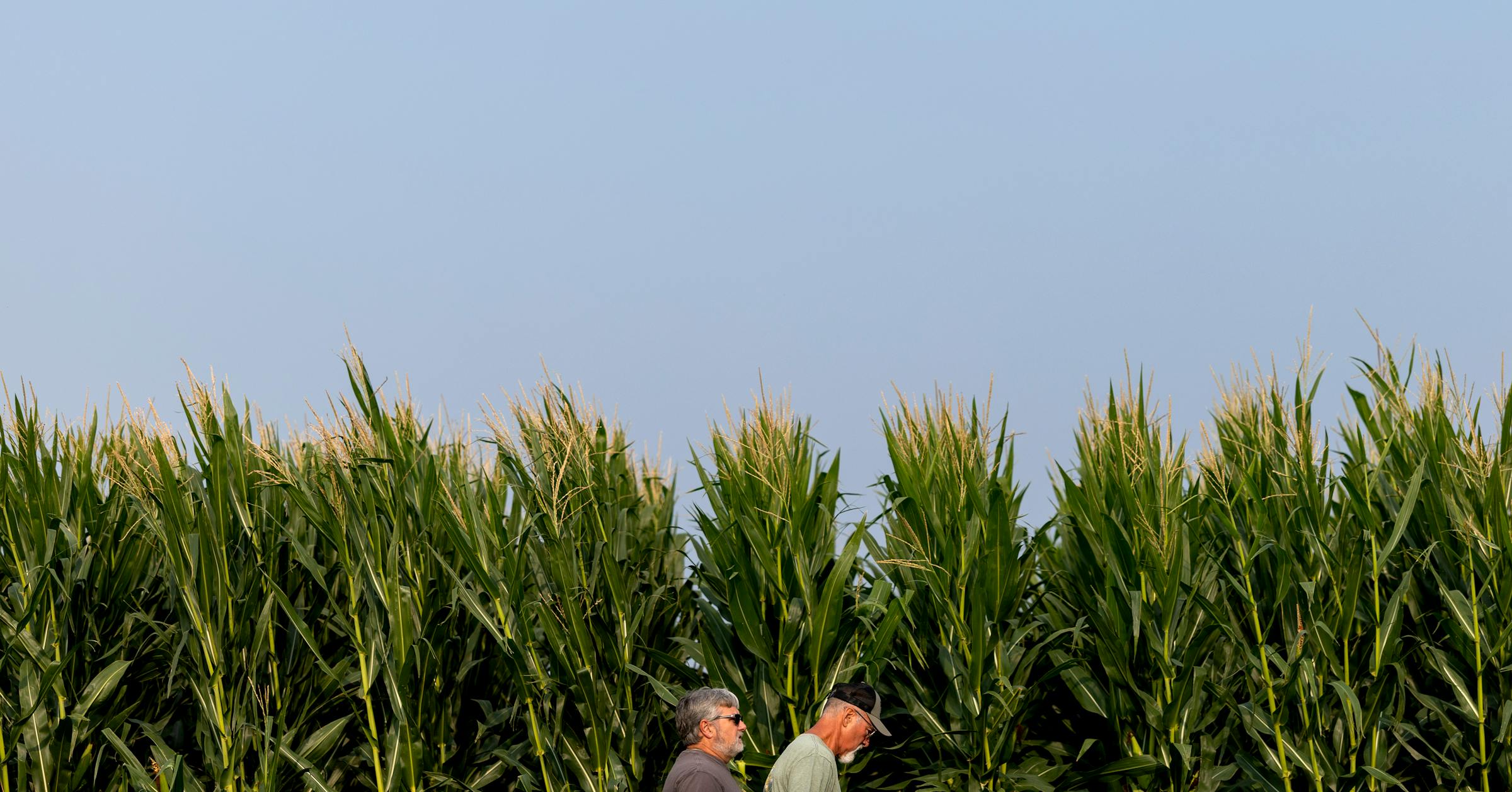 Live: Minnesota governor and Senate candidates will make their final pitches at Farmfest