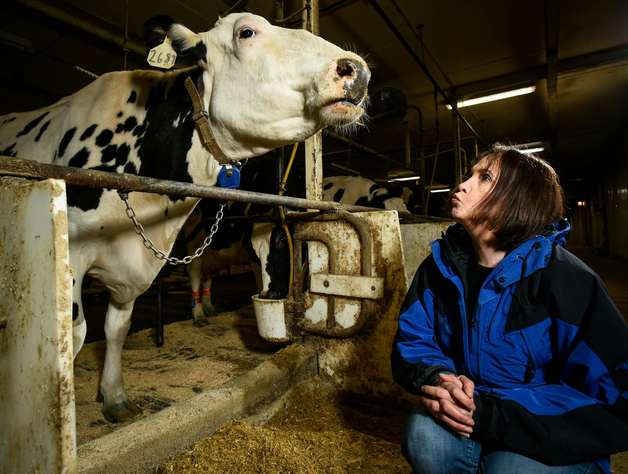 Marcia Endres was photographed alongside a research cow Tuesday at the University of Minnesota's St. Paul campus. ] AARON LAVINSKY ï aaron.lavinsky@startribune.com t's easy to tell that Elsie, the cartoon cow mascot for the Borden Dairy Company, is happy. She's got a big bovine grin on her face. But real cows don't smile. So Marcia Endres has to find other ways to figure out what makes a cow contented. Endres, a University of Minnesota animal science professor, studies dairy cows and their
