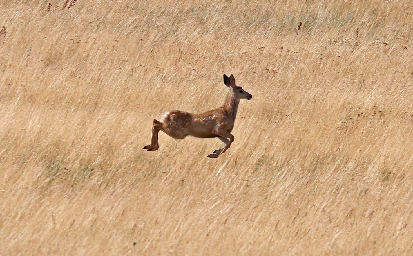 A mule deer bounds through tall grass on retired NBC anchor Tom Brokaw's ranch in Montana.