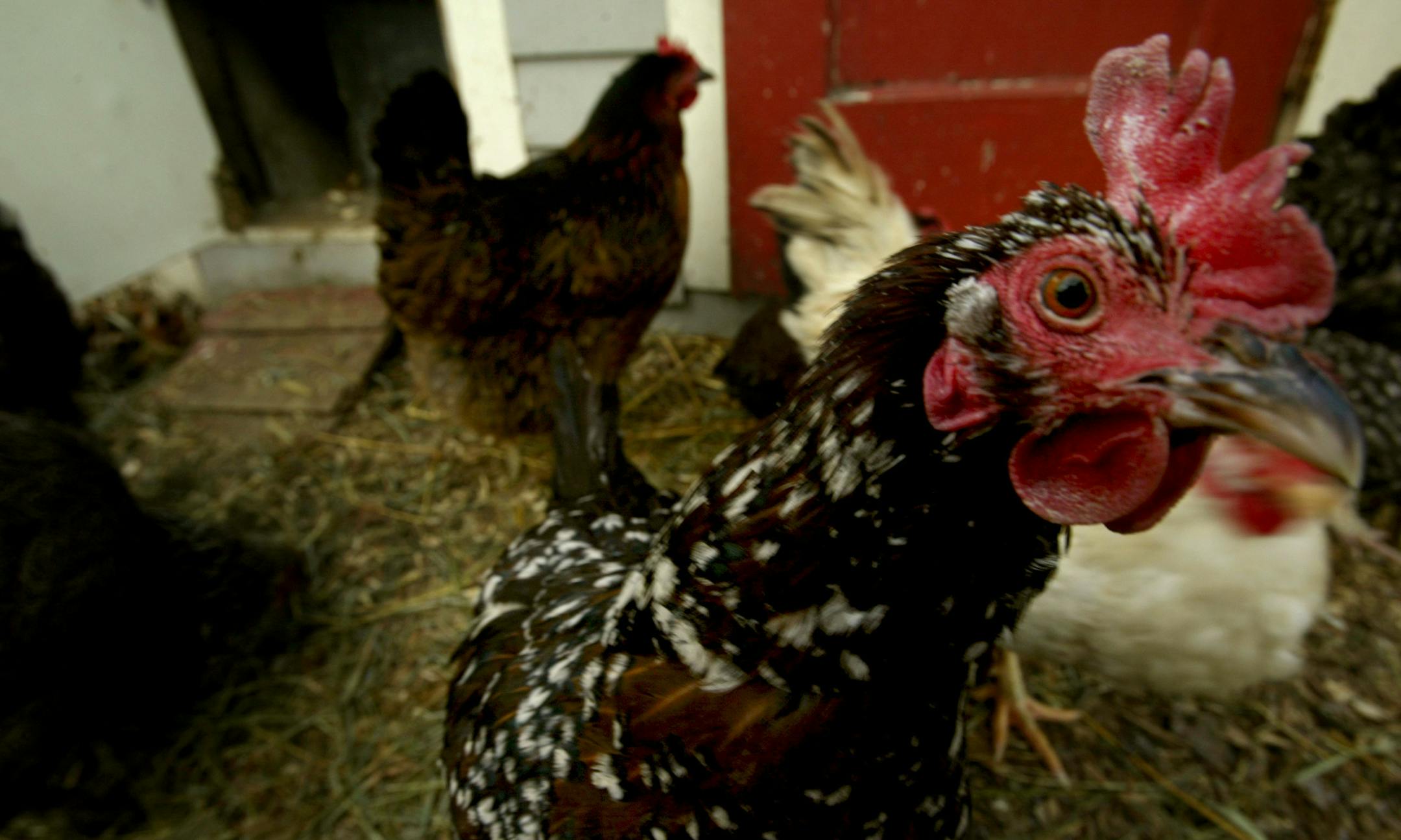 joelkoyama@startribune.com farm0326] Rocky Gordon, Peat Villcutt, Ochen Kaylan and Leslie Ball raise chickens ducks and other birds for their eggs in the city of Minneapolis.