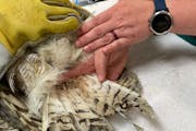 U's Raptor Center uses 'feather extensions' to help a hurt owl fly again