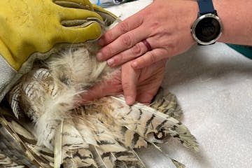 U's Raptor Center uses 'feather extensions' to help a hurt owl fly again