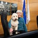 Shoreview Mayor Sandy Martin often brings her dog Rafa to Shoreview City Hall. She is retiring after 26 years in the city's top job. Friday, Dec. 9, 2
