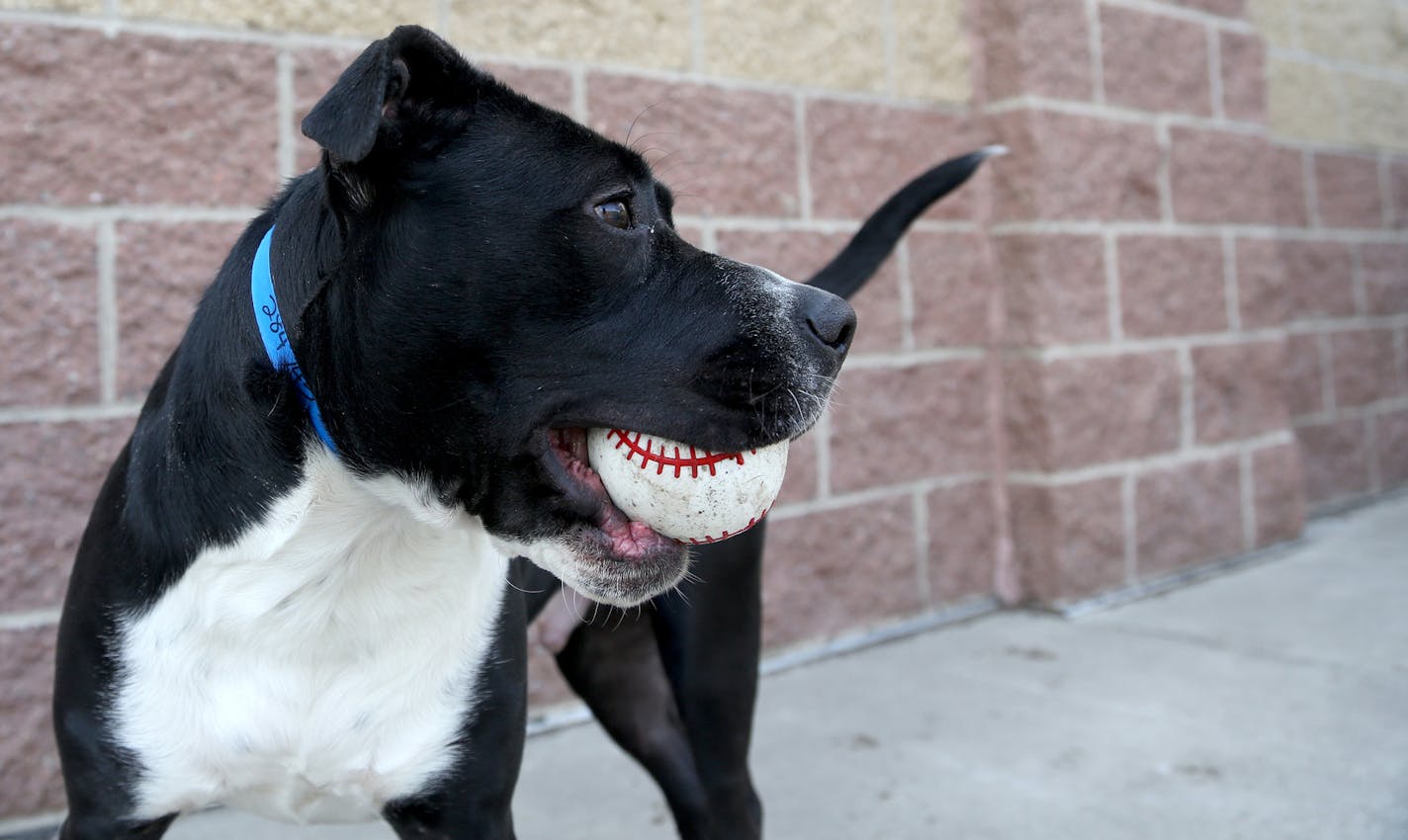 Rocky, one year-old pit bull terrier mix played outside. ] (KYNDELL HARKNESS/STAR TRIBUNE) kyndell.harkness@startribune.com Minneapolis Animal Care and Control in Minneapolis Min., Friday, March 6, 2015.