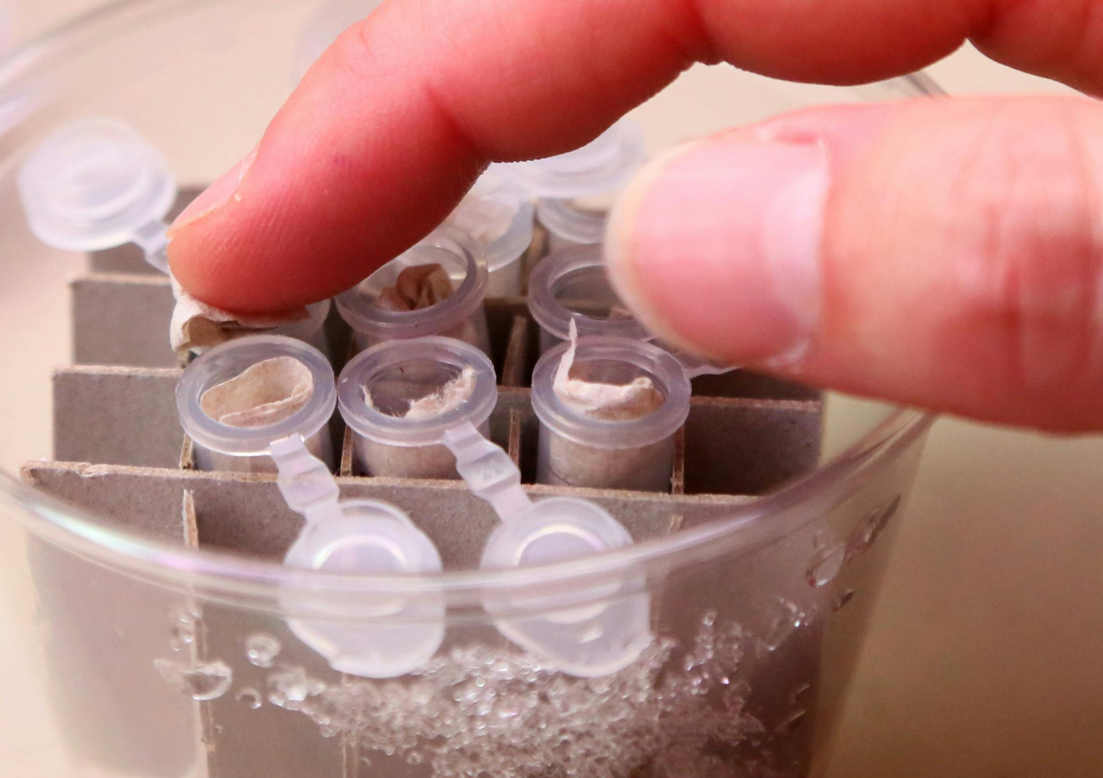 Dakota skipper butterfly is among a group of prairie butterflies and other pollinators that are struggling but the Minnesota Zooís Prairie Butterfly Conservation Program is working to change that. Here,Wednesday, Feb. 25, 2015, at the Minnesota Zoo in Apple Valley, MN.]DAVID JOLES/STARTRIBUNE)djoles@startribune.com Conservation has always been a large part of the Minnesota Zoo's core mission, but this year the state institution is upping the ante. More money from the Zoo foundation will be