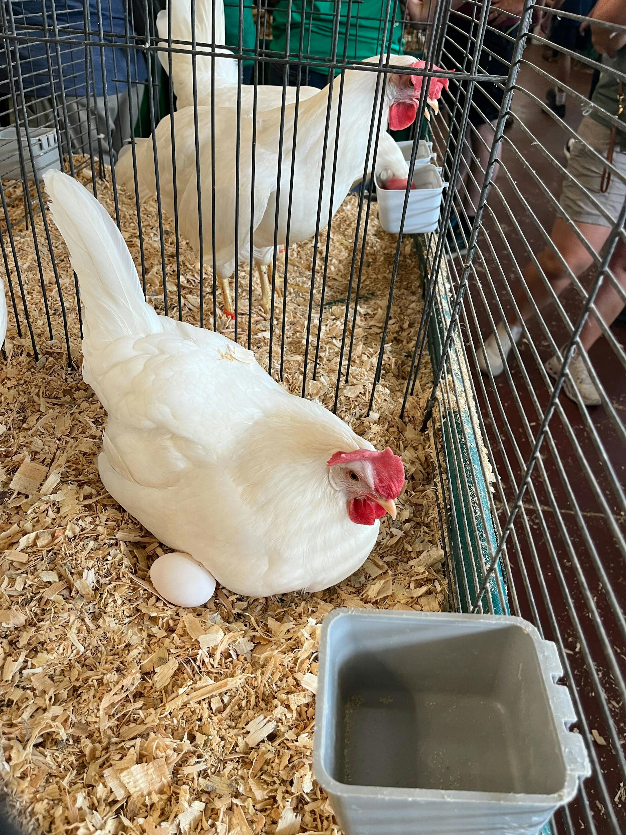 A chicken at the Poultry Building at the Minnesota State Fair.