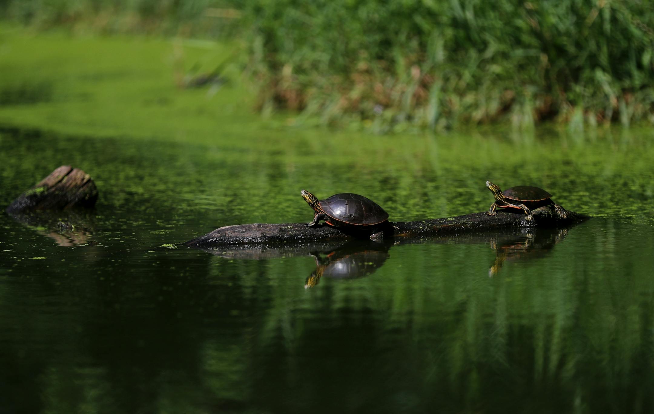 Turtles on a log with an accumulation of duckweed and algae bloom on the waters in Winchester Pond Wednesday, July 23, 2019, in Bloomington, MN.
