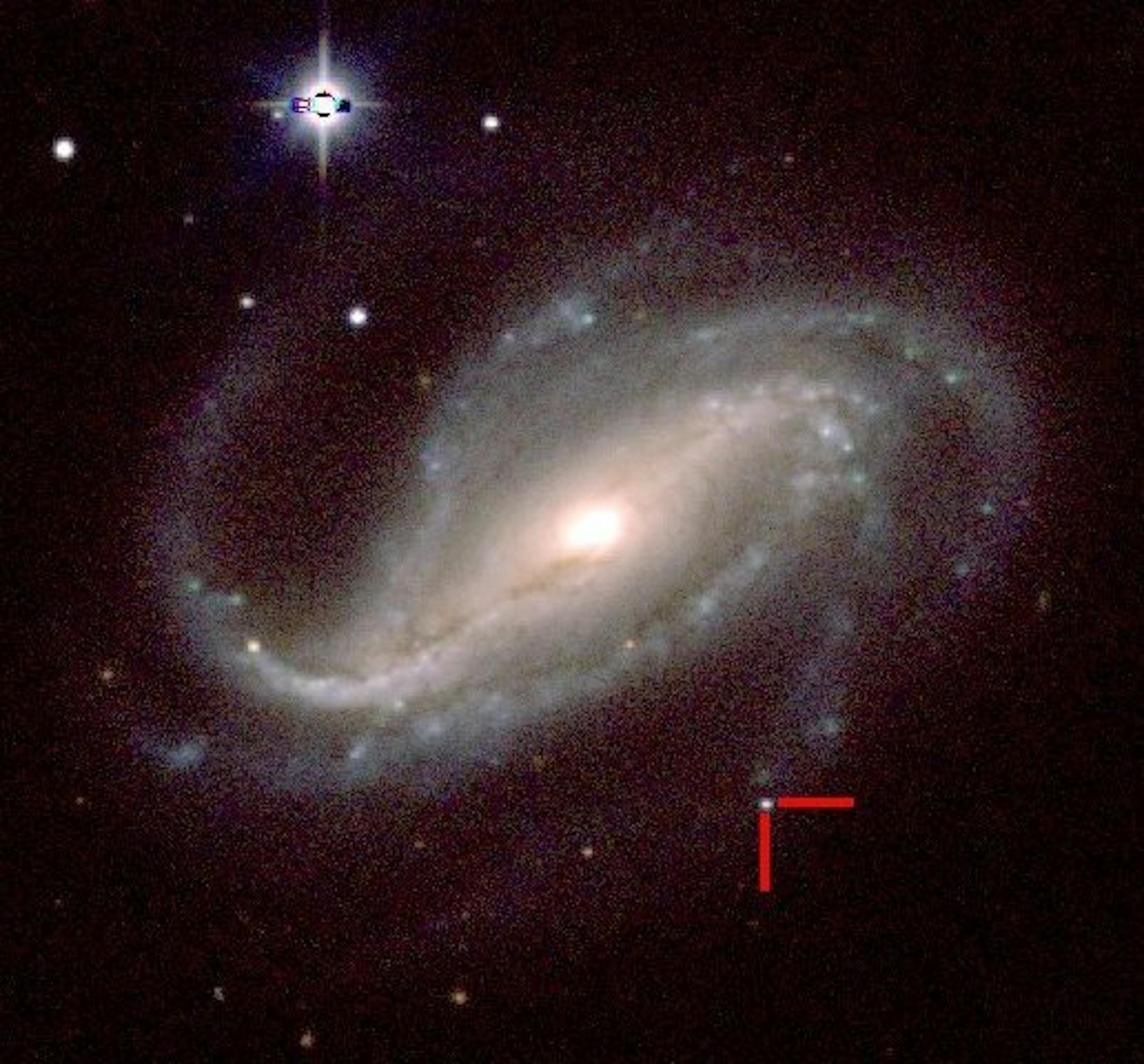 In an handout photo provided by the Las Campanas Observatory in Chile, galaxy NGC613, and supernova 2016gkg, indicated by the two red lines, some 80 million light-years from Earth. Victor Buso, an amateur astronomer in Rosario, Argentina, happened by chance to spot the light from 2016gkg on Sept. 20, 2016 as it first arrived, giving astronomers the rare chance to see the beginning of a supernova. (Carnegie Institution for Science, Las Campanas Observatory, Chile via The New York Times) -- -- NO