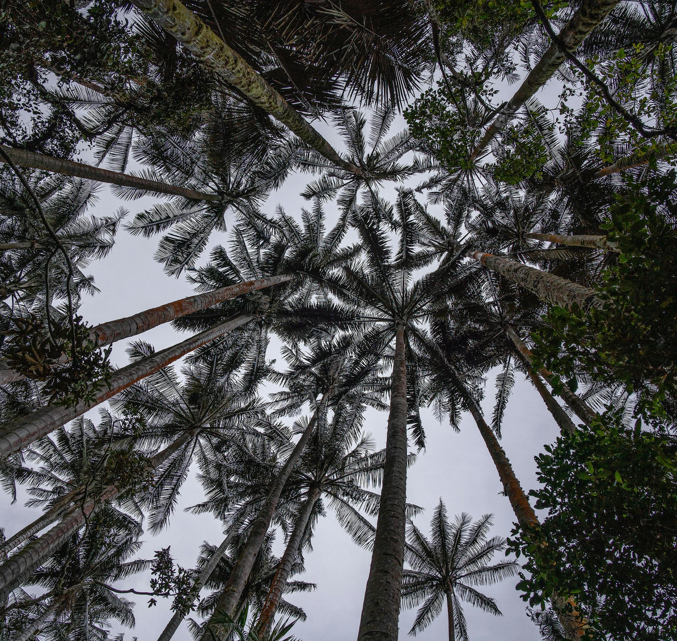 **EMBARGO: No electronic distribution, Web posting or street sales before TUESDAY 3:01 A.M. ET NOV. 5, 2019. No exceptions for any reasons. EMBARGO set by source.** A group of wax palms seen from the forest floor in Colombia on Aug. 31, 2019. Growing as high as 200 feet, Colombia’s national tree was once considered the world’s tallest but with decades of guerrilla war ebbing, scientists are rediscovering vast stands of the species and racing to study and protect it. (Federico Rios