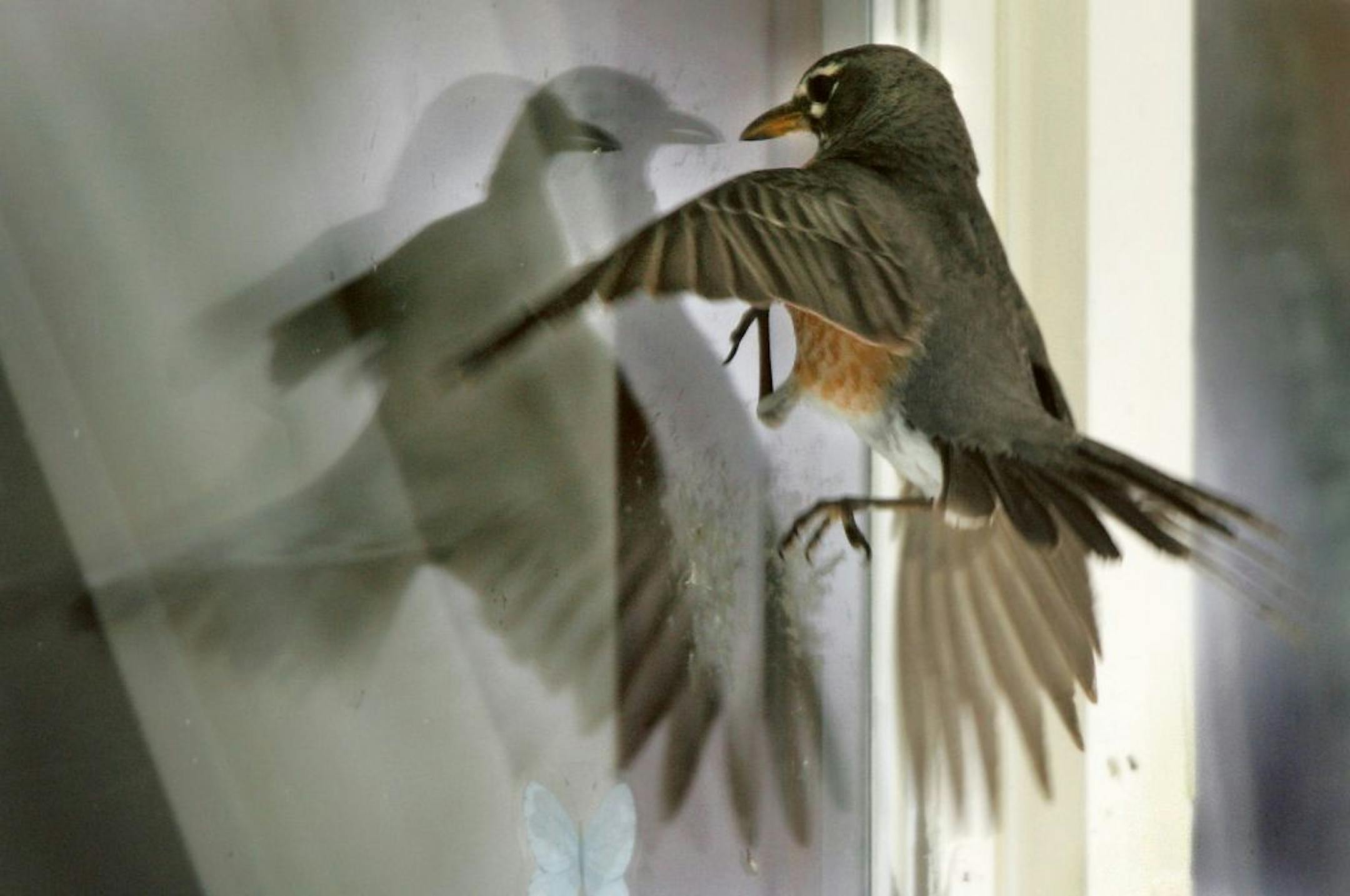 In this file photo, a robin attempted to battle its own reflection in the window of a home in Janesville, Wis. Homeowner Judy Olsen reports that the bird has spent several hours a day locked in combat with itself.