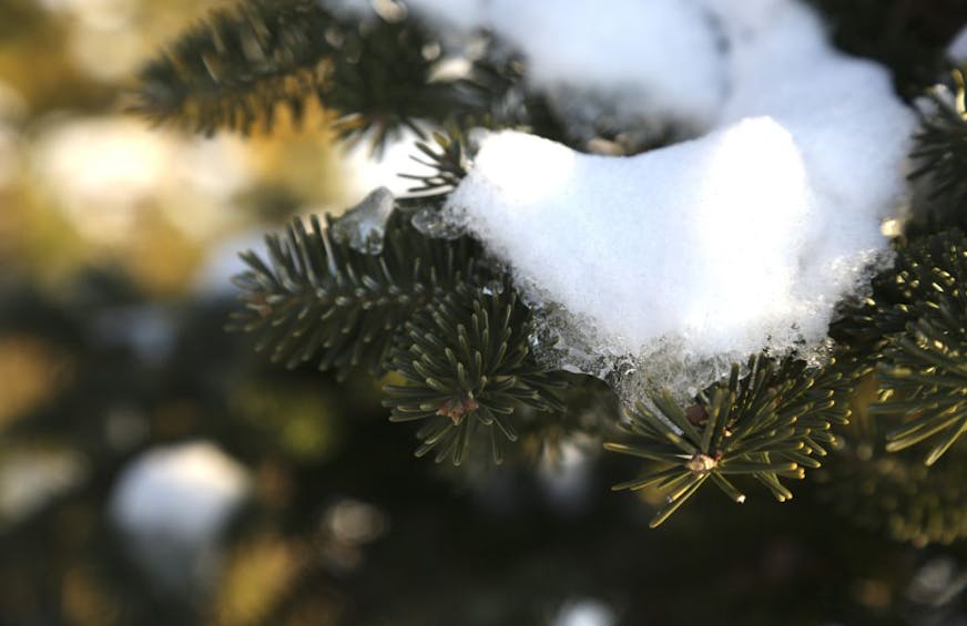 Snow slowly melted on a branch of a Balsam tree at Hansen Tree Farm in Ramsey, Min., Thursday December 13, 2012. The farm is celebrating its 60th year anniversary this holiday season.
