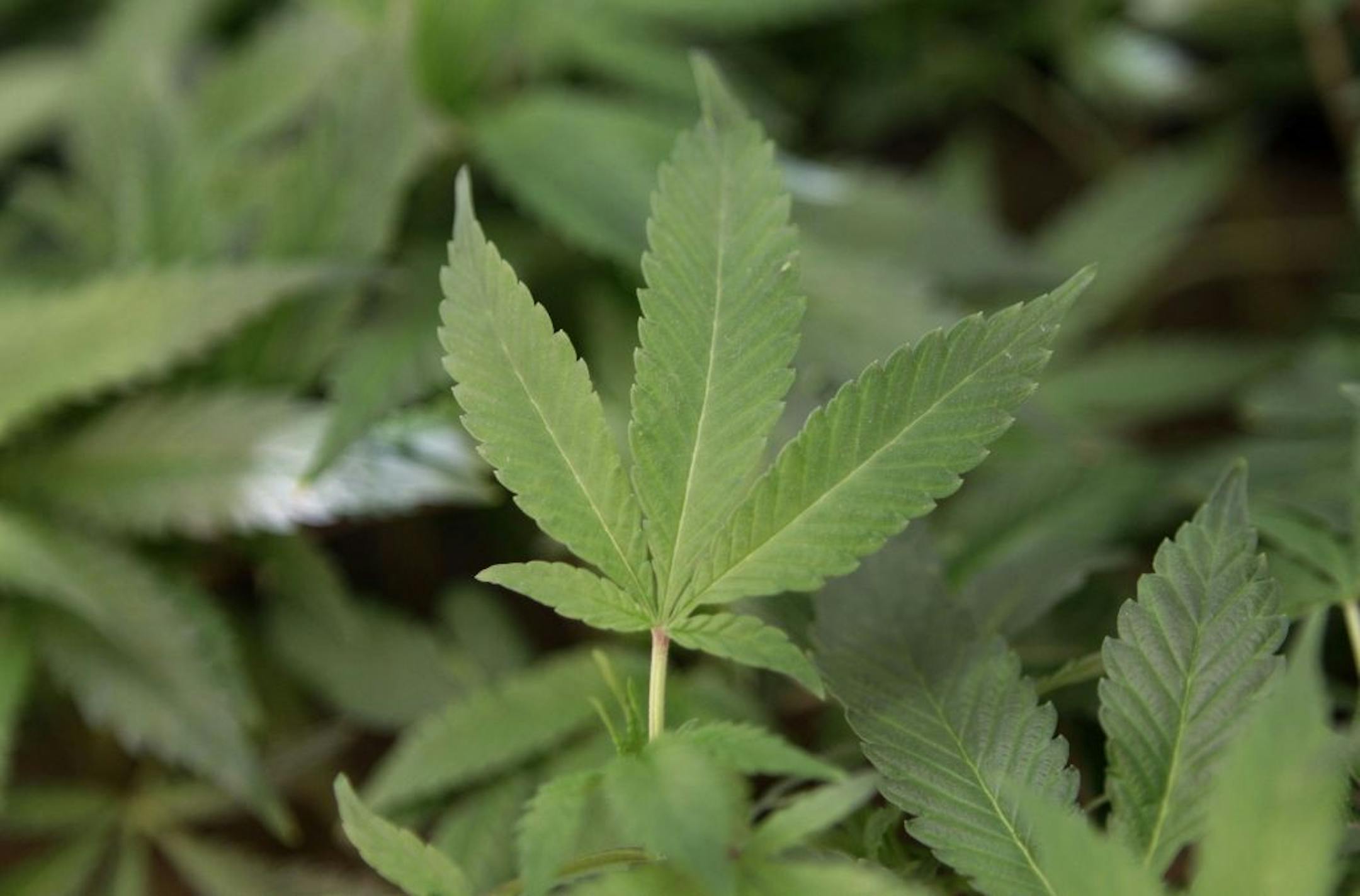 Medical marijuana clone plants