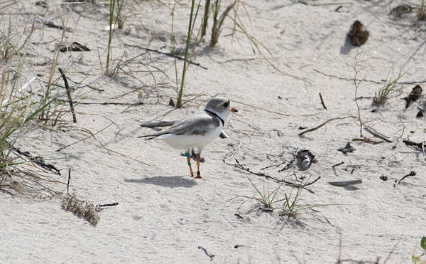 A piping plover was spotted on Pine and Curry Island Scientific Area.