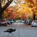 A flock of wild turkey roamed the streets Tuesday in Northeast Minneapolis.