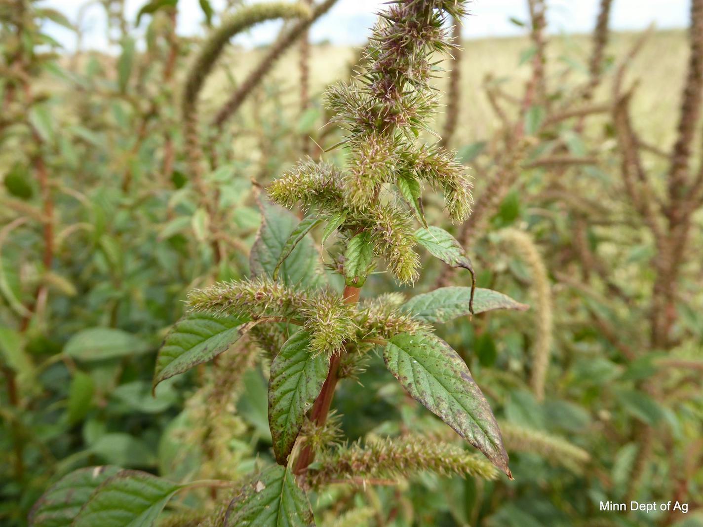 A Palmer amaranth plant discovered in a soybean field in Redwood County in the fall of 2018.