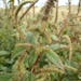 A Palmer amaranth plant discovered in a soybean field in Redwood County in the fall of 2018.