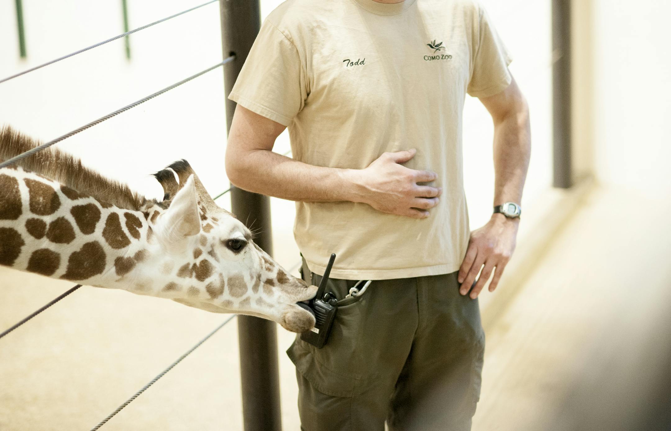 Skye, the baby giraffe, tried to taste a zookeeper’s walkie-talkie.