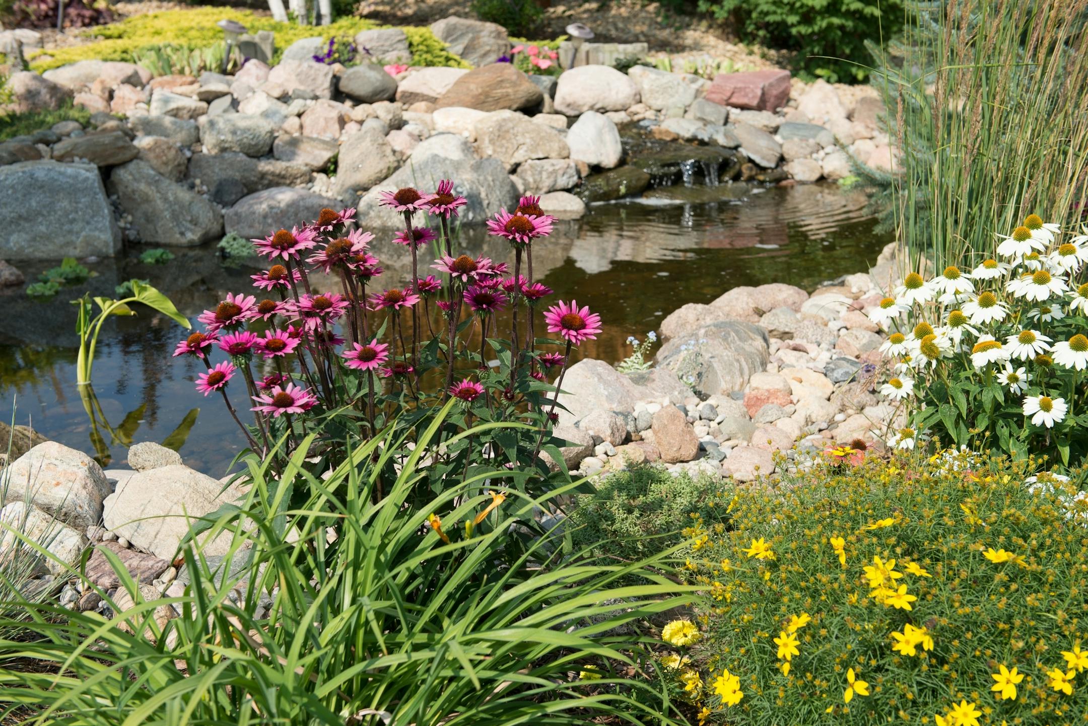 Dan and Nancy Engebretson's garden, featuring a fountain and small meandering stream, is in bloom in Elysian, Minnesota on July 31, 2014. [ Angela Jimenez/Special to the Star-Tribune angelajime@gmail.com Assignment #20035606A_ SLUG: ENGEBRETSON100114_ EXTRA INFORMATION: Since 2006, the Engebretsons have designed and tended to their own garden, and have transformed the common space near their home into a landscaped, shared garden space in the Lakeview Manor Townhome Association.