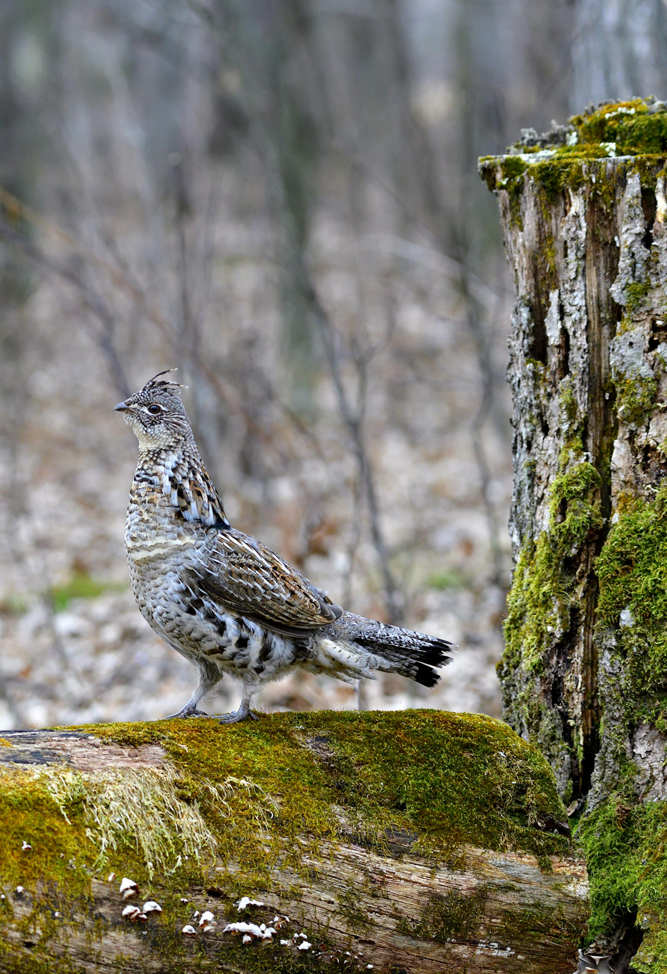 The author cut this bur oak ten years ago with the idea a ruffed grouse might some day use it as a drummng log.