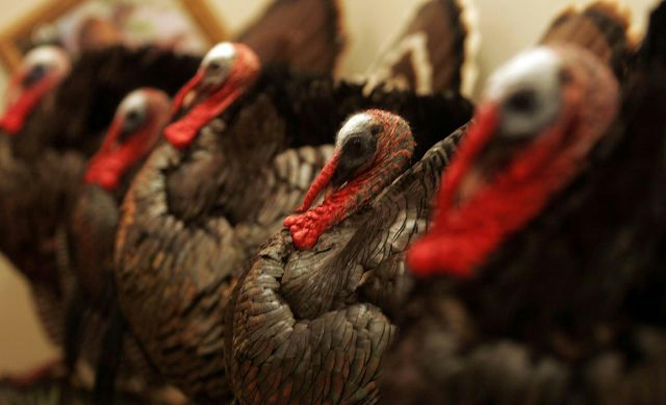 Several mounted turkeys bagged by Detjen stand in his basement. "I like hunting turkeys because I like being out in spring, when we're just coming out of winter," Detjen said. "The excitement of being in the woods, the camaraderie, and the difficulty of calling gobblers … I just love hunting turkeys."