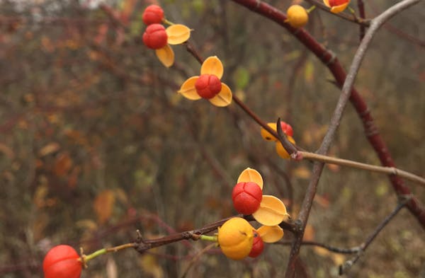 The casings and berries might look pretty, but Oriental bittersweet is an invasive species targeted for eradication.