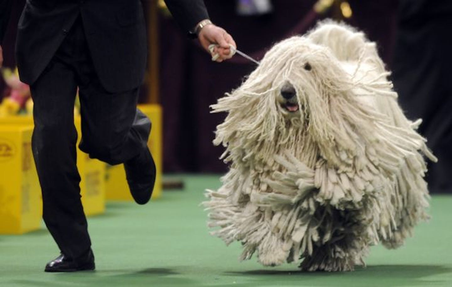 Dust mop hot sale dog