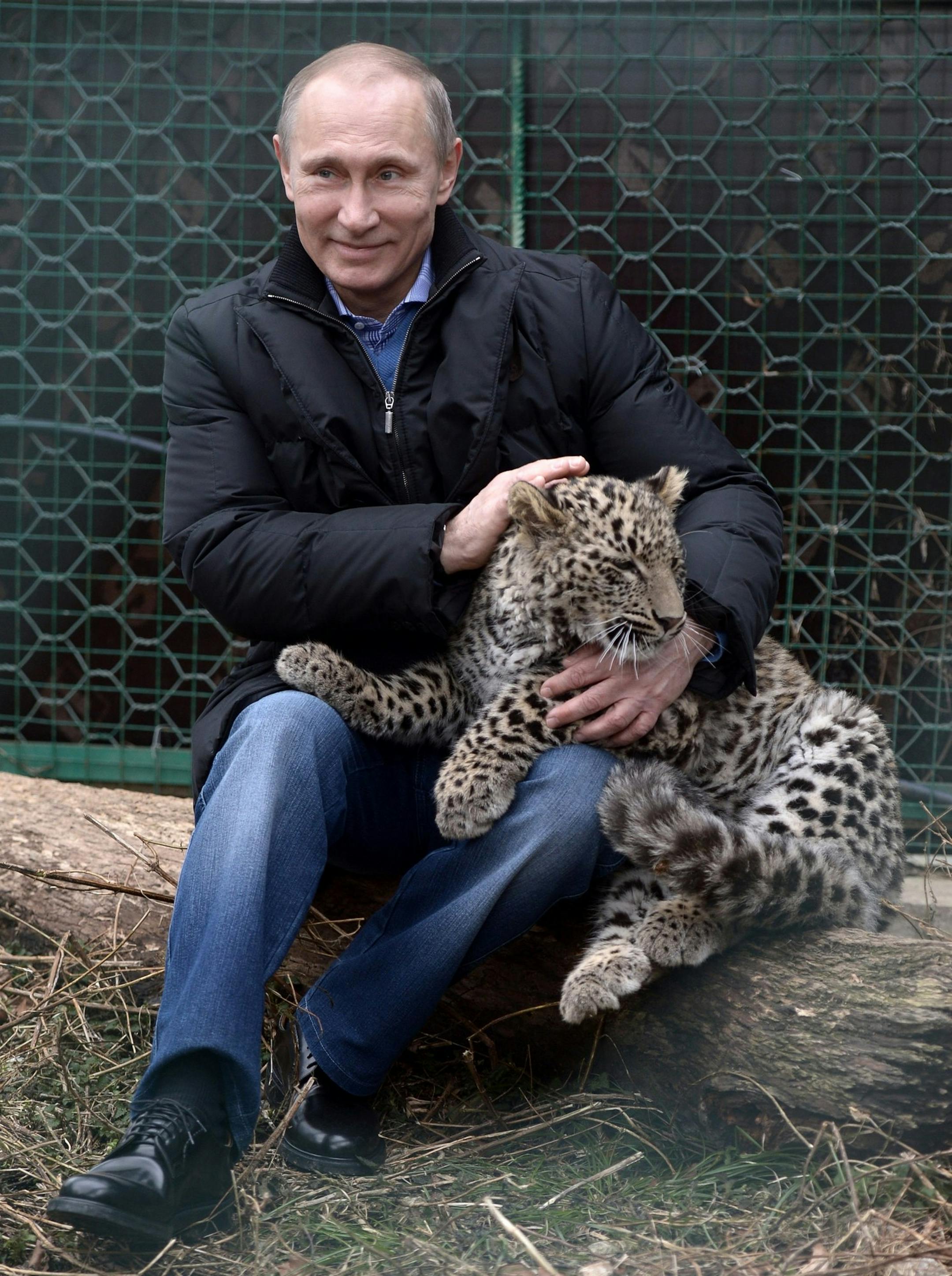 Russian President Vladimir Putin pets a snow leopard cub at the snow leopard sanctuary in the Russian Black Sea resort of Sochi, Tuesday, Feb. 4, 2014. Putin checked in Tuesday at a preserve for endangered snow leopards and visited a group of cubs born last summer in the mountains above the growing torrent of activity in Sochi for the Winter Games. (AP Photo/RIA-Novosti, Alexei Nikolsky, Presidential Press Service)