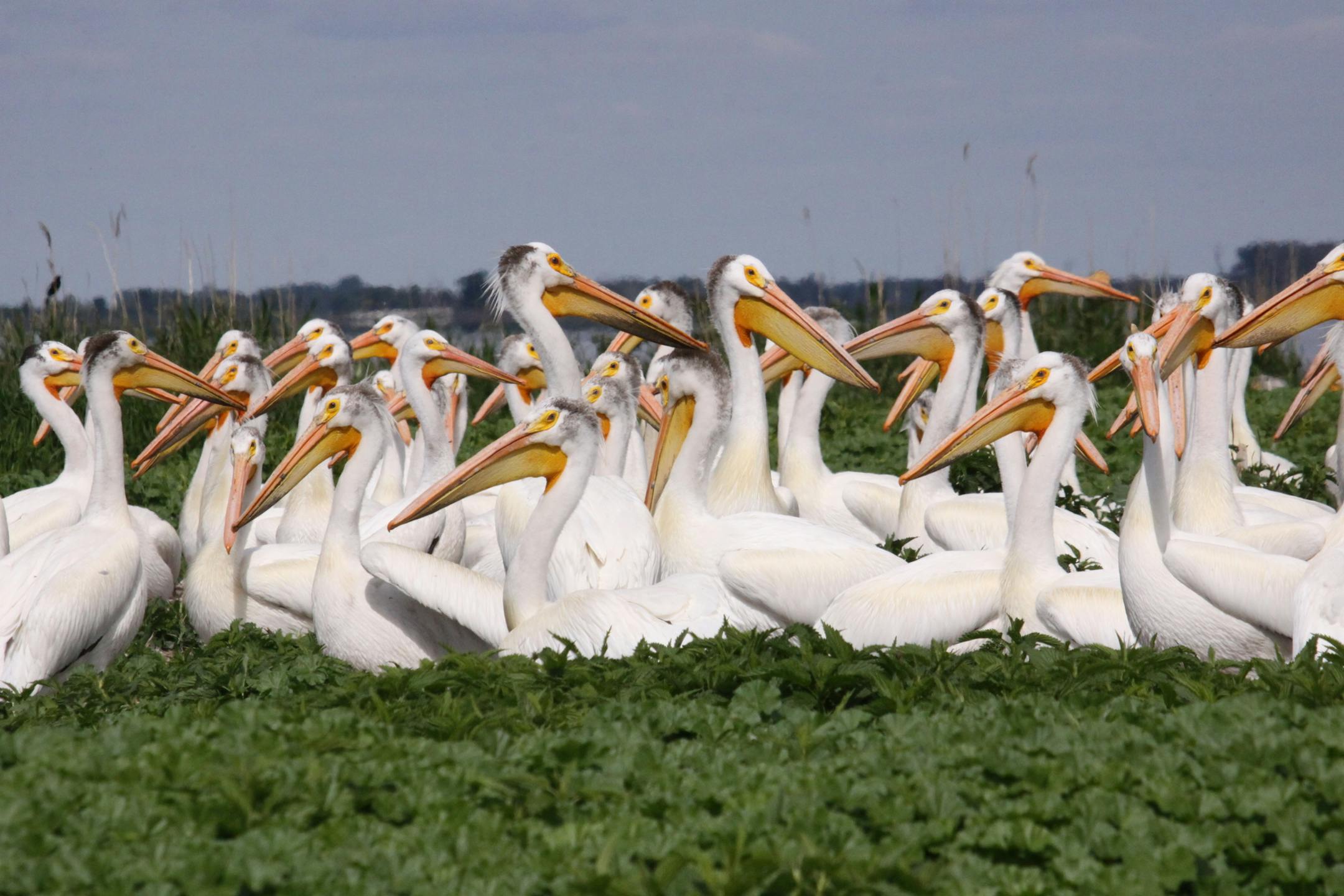 Photo by Carrol Henderson. American white pelicans, Marsh Lake.
