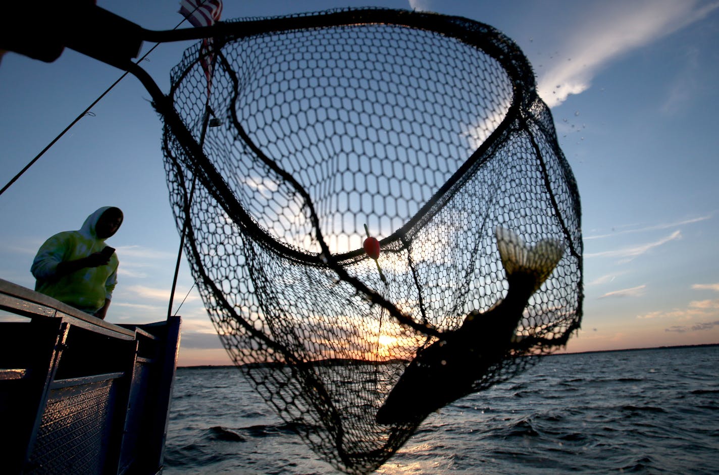 A walleye is netted on the Twin Pines Resort boat at sunset last July during an evening excursion on Lake Mille Lacs.