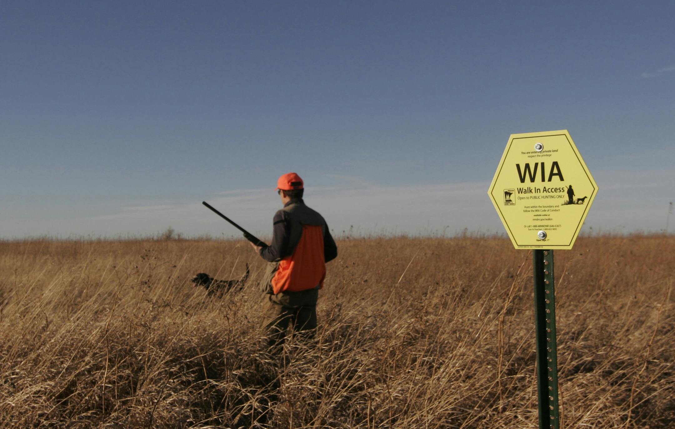 Doug Smith/Star Tribune; December, 2011, Lac que Parle County. Tim McMullen of Delano and his black Lab Louie, hunts for pheasants on state walk-in land in western Minnesota on a balmy December day. After years of debate, the walk-in access program began last year, but funding issues could derail it. ORG XMIT: MIN2014071012571128