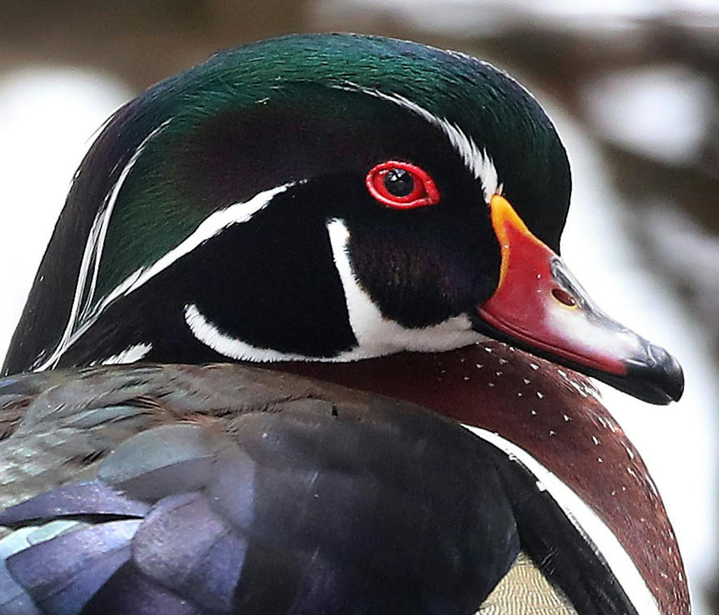 A drake wood duck, among the world's most colorful waterfowl, sits atop a tree branch in Loring Park Thursday, March 26, 2020, in Minneapolis, MN.] DAVID JOLES • david.joles@startribune.com Standalone feature photos