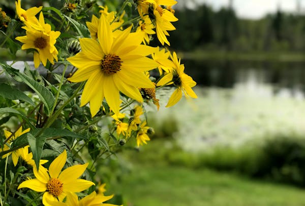 Smallheaded sunflowers flourish beside Twin Lakes in the Rice Lake National Wildlife Refuge, in McGegor, Minn. By Kerri Westenberg, Star Tribune