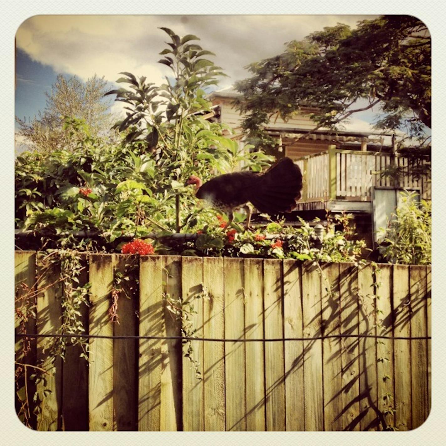 My bush turkey - I am still trying to think of a name for him.