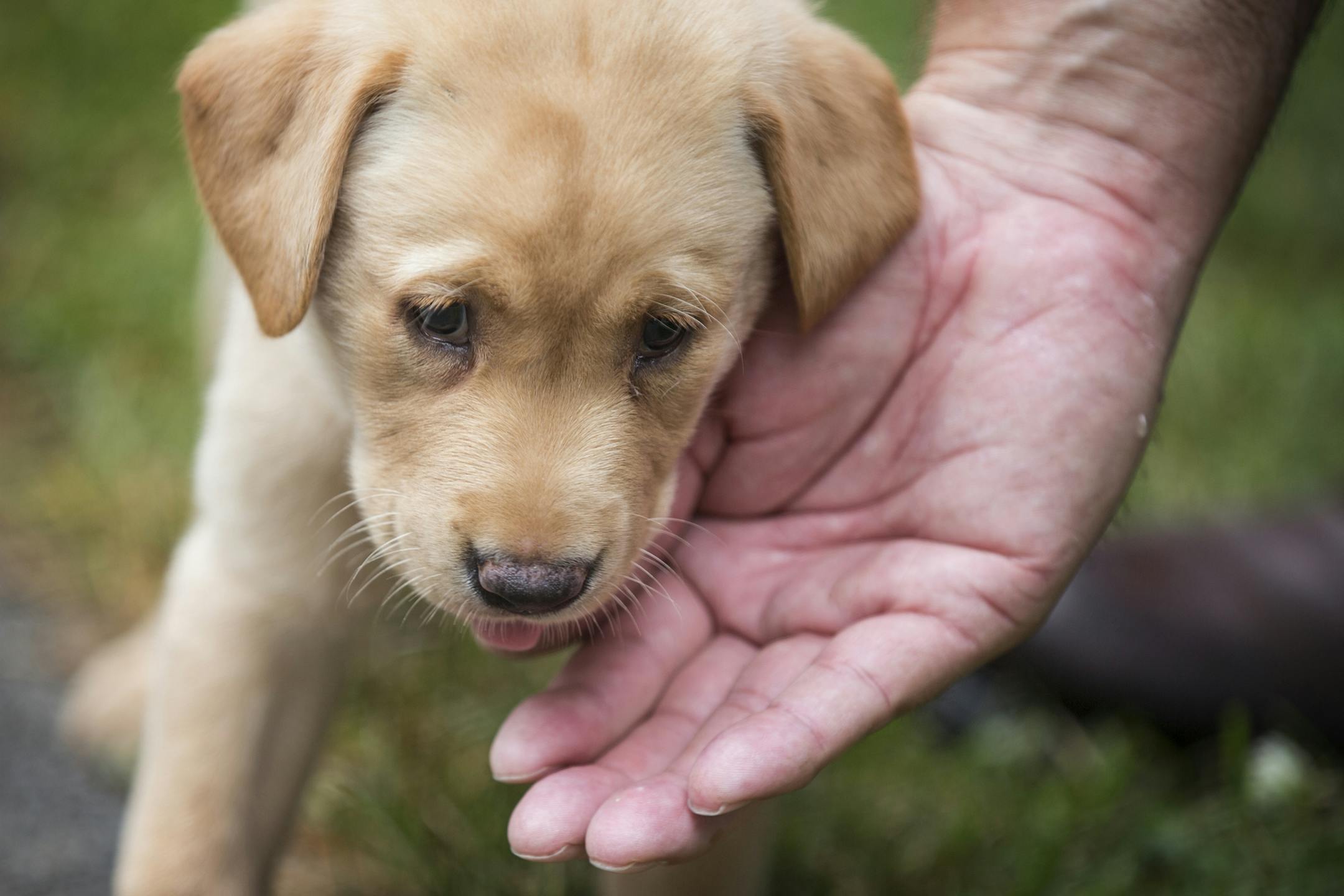 Hank, a seven-week-old yellow lab from Brooklyn Park, gets some love at the Game Fair in Ramsey.