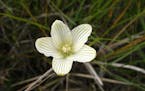 Parnassia glauca -- plant found in the Savage Fen