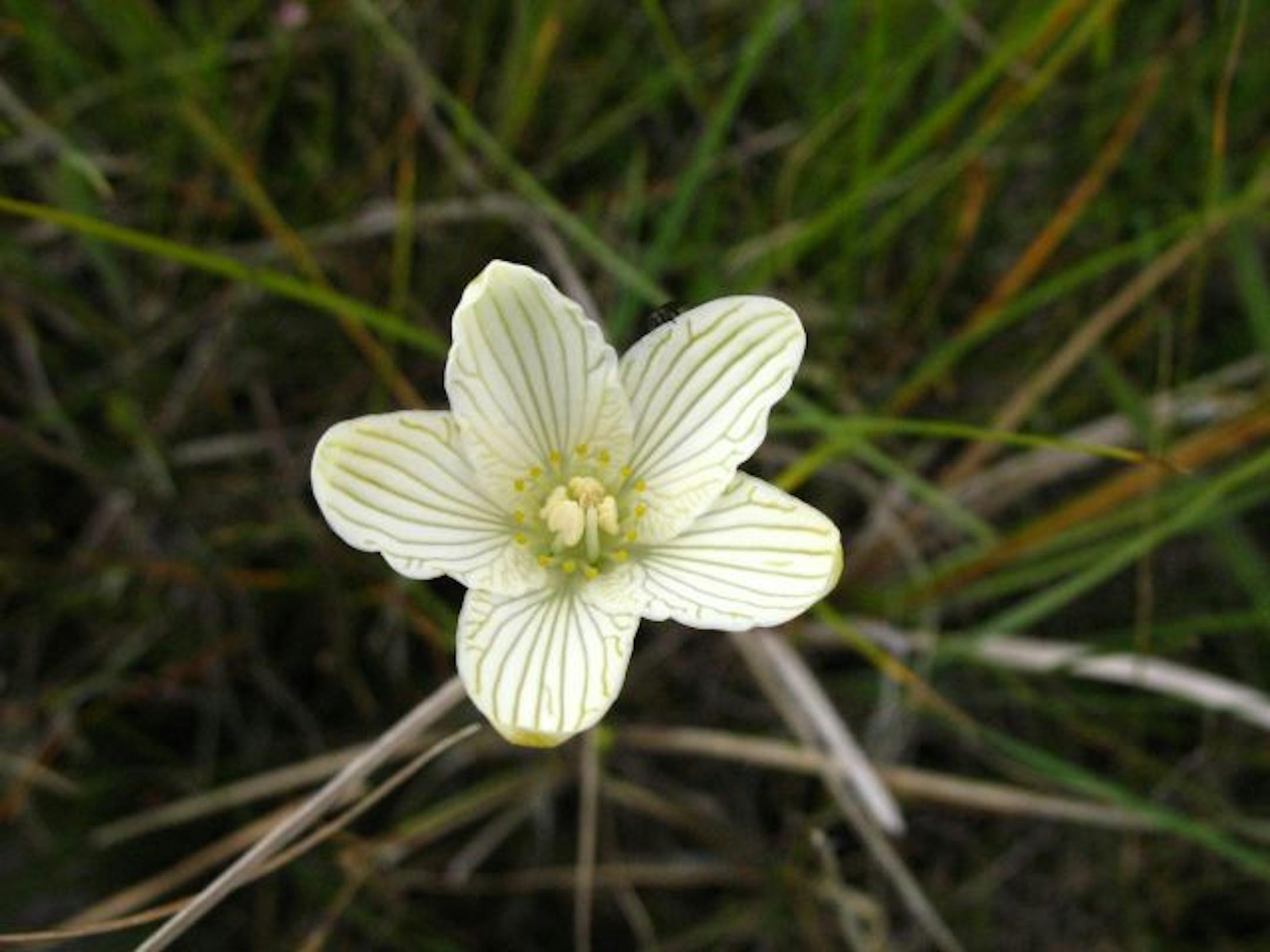 Parnassia glauca -- plant found in the Savage Fen