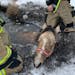 Isanti Fire District and Isanti County Sheriff’s Office personnel teamed up to rescue this horse from icy water. Another horse in water nearby did n