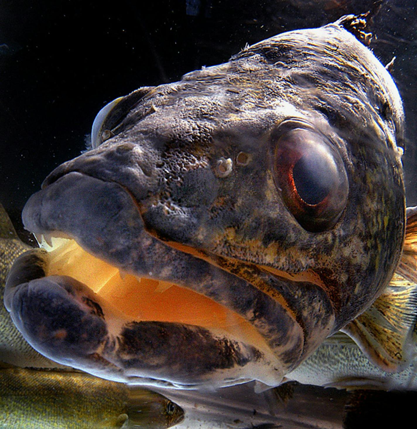 The object of their affection...... Walleyes swim in a holding tank at the Minnesota Department of Natural Resources offices on Warner Road in St. Paul. Acoustic transmitters are being placed inside the fish for a University of Minnesota project to estimate the mortality rate of the fish at Vadnis Lake. ORG XMIT: MIN2012121723184586 ORG XMIT: MIN1504081808413396 ORG XMIT: MIN1504102030537352