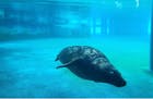 Stanley, a 3-year-old gray seal at Como Zoo, died after undergoing eye surgery.
