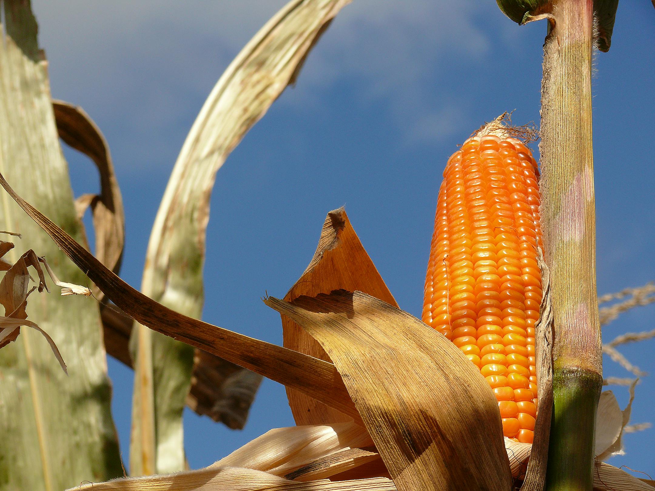 Orange corn is naturally higher in provitamin A carotenoids. (Purdue University photo/Tom Campbell)