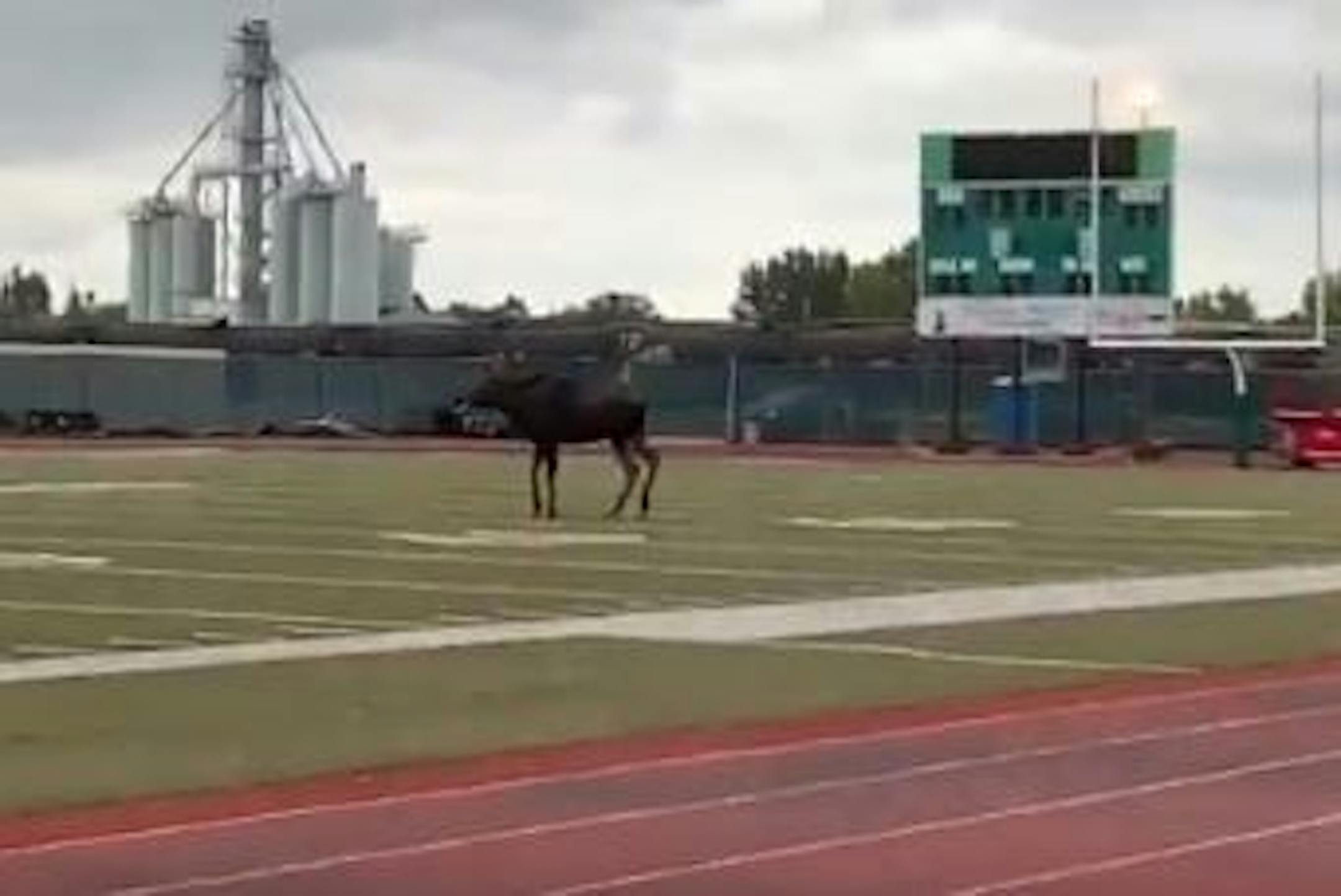 A moose has had a full run of the place while on the University of North Dakota practice football field. Credit: UND police