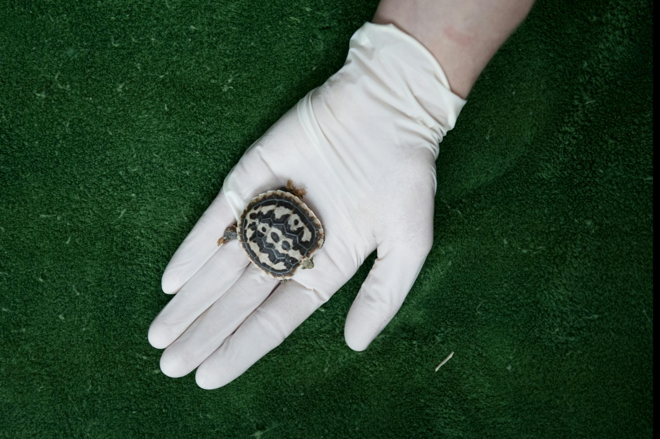 A baby pancake tortoise is on display at the Como Zoo and Conservatory.